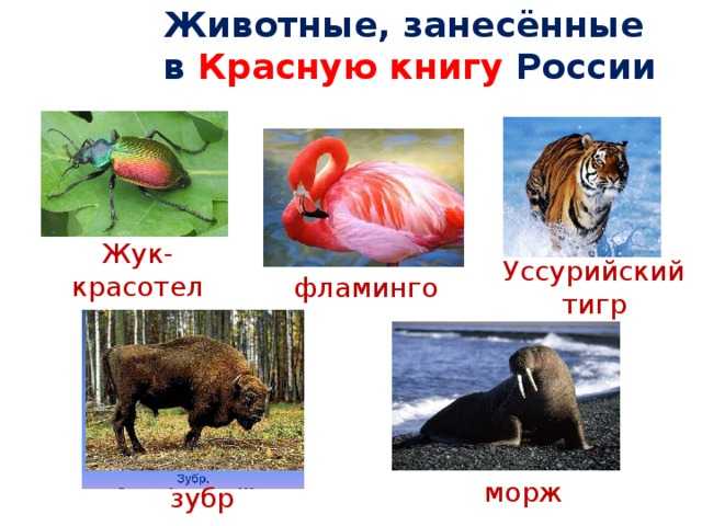 Животные, занесённые в красную книгу московской области