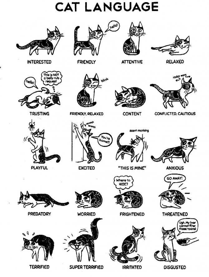 Переводчик: кошачий язык — общечеловеческий