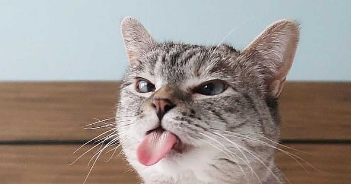 Почему кошки высовывают кончик языка?
