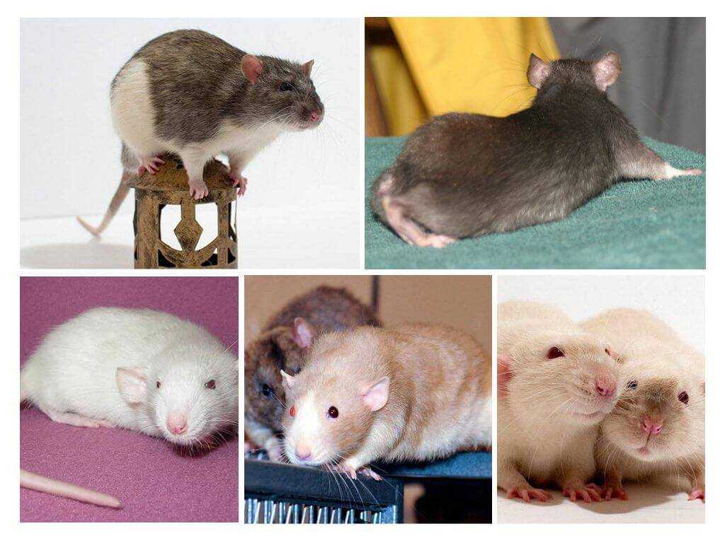ᐉ крыса хаски - описание разновидности с фотографиями - zoopalitra-spb.ru