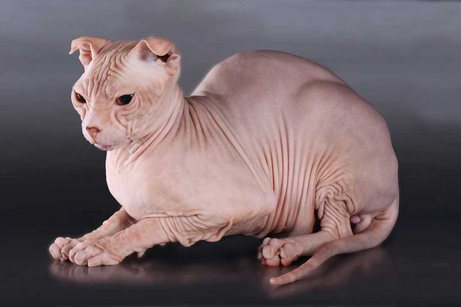 Украинский левкой-описание породы кошек с фото