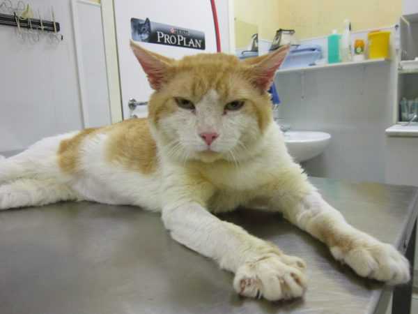 Вик у кошек - симптомы и лечение вирусного иммунодефицита