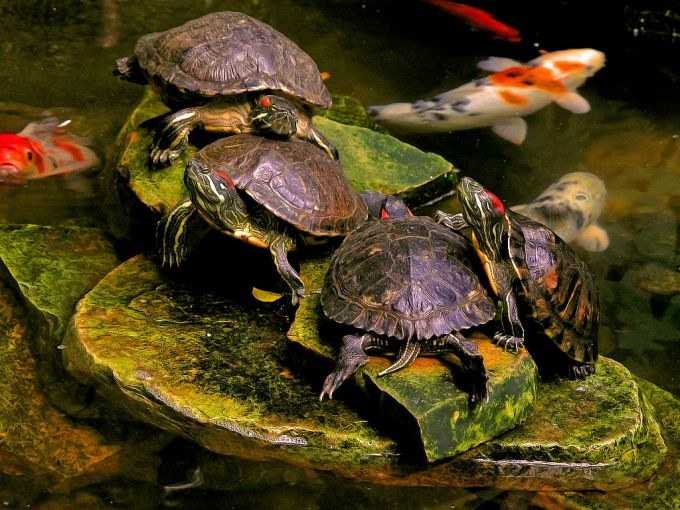 Размножение сухопутных черепах в домашних условиях, спаривание черепашек