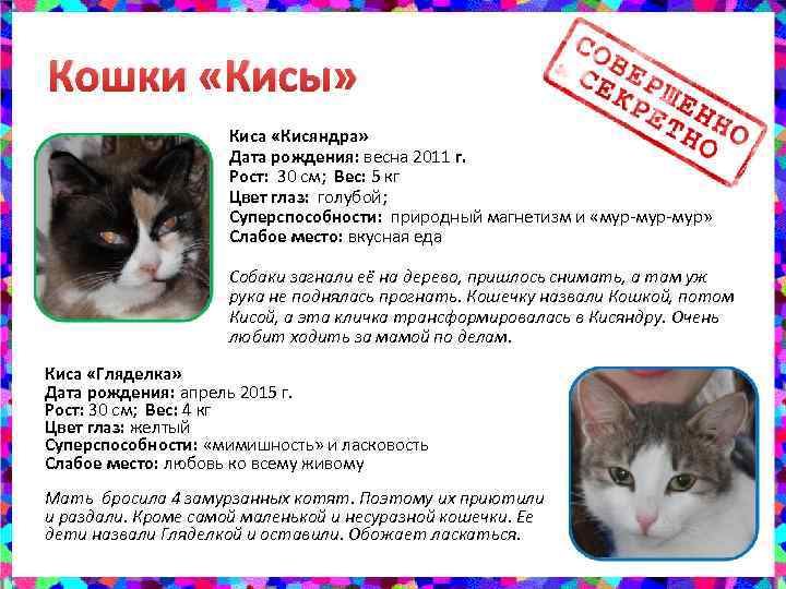 Кис на русском языке. Кис кис кошка. Почему кошки реагируют на кис. Кисяндра. Почему коты откликаются на кис кис.