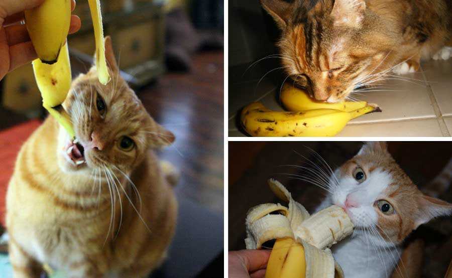 Можно ли кошкам банан