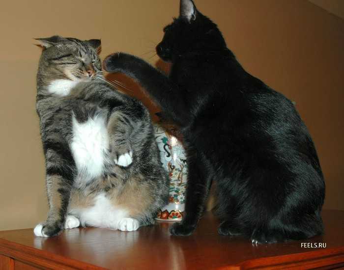Как подружить двух кошек в одной квартире, что делать если они дерутся