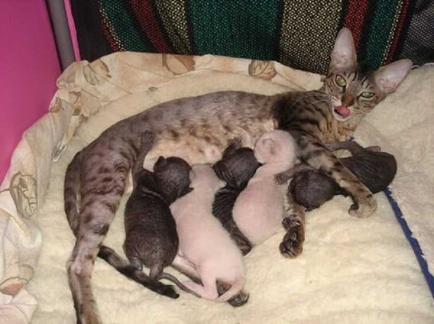 Беременный сфинкс — фото, календарь беременности, роды, сколько вынашивают котят, как рожают