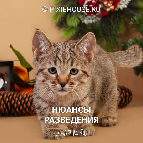 Пиксибоб: описание породы, характер кошки, советы по содержанию и уходу, фото