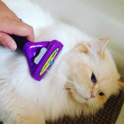 Фурминатор для кошек: незаменимый гаджет для домашнего ухода