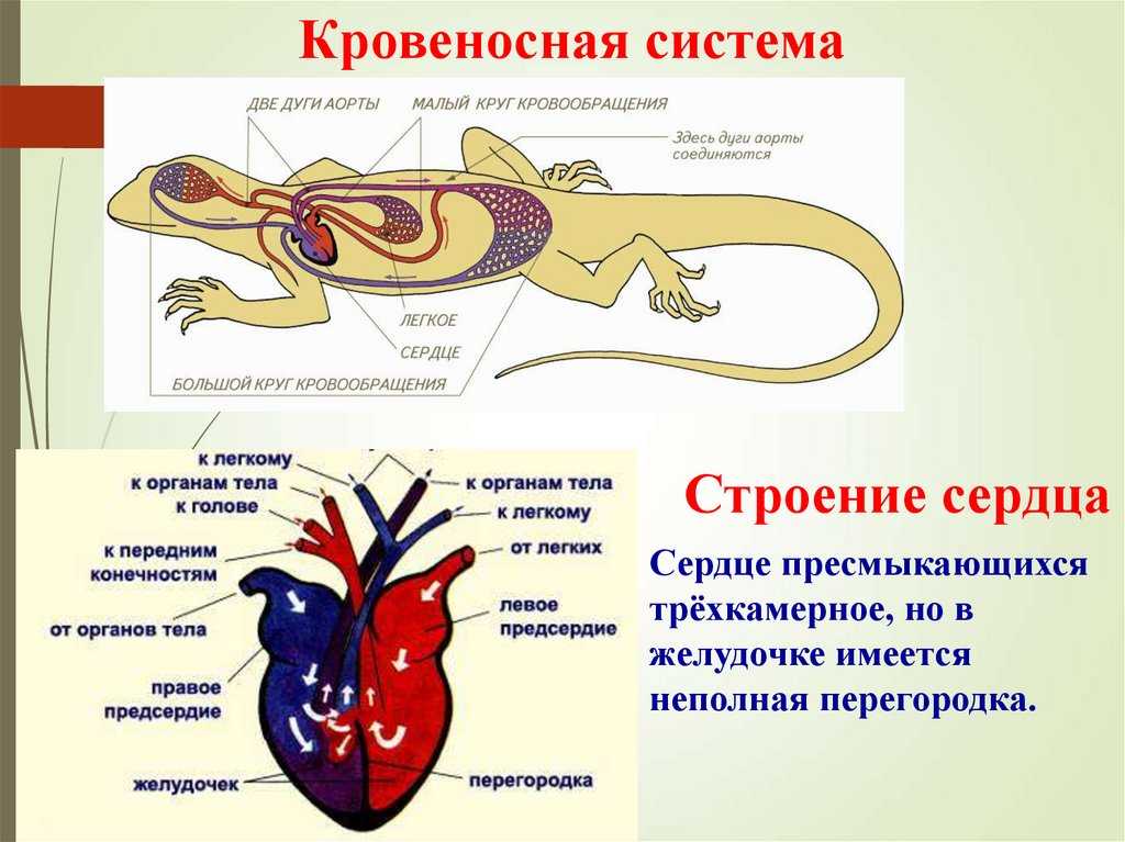2. анатомия и физиология красноухой черепахи. красноухие черепахи