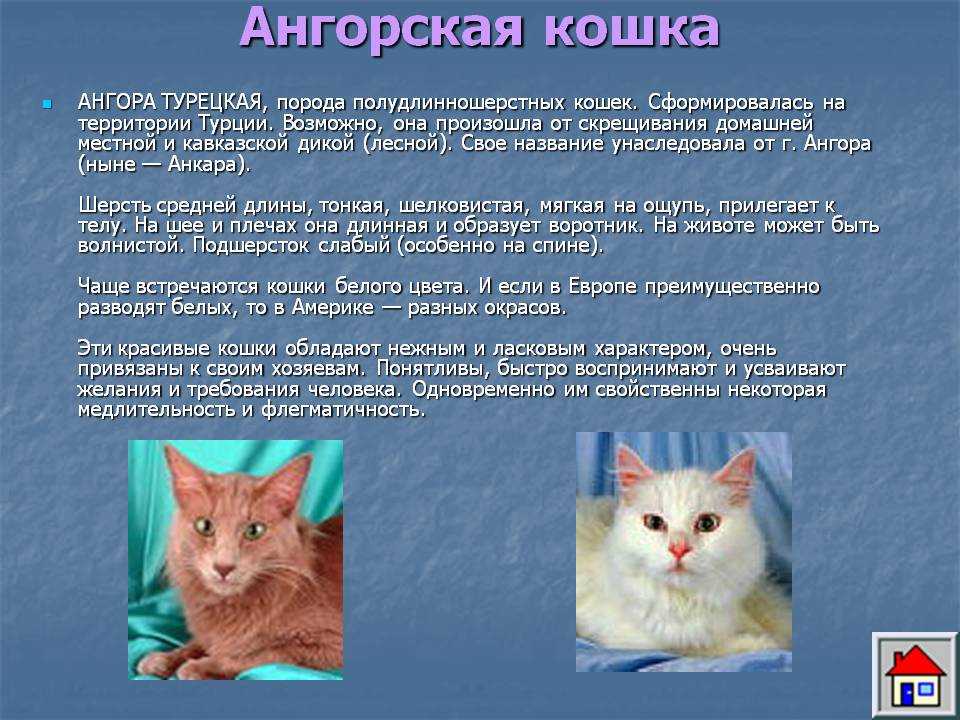 Анатолийская кошка: описание породы, история, уход, цена