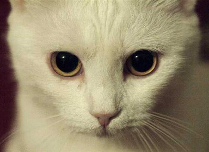 Почему у кошки расширенные зрачки?