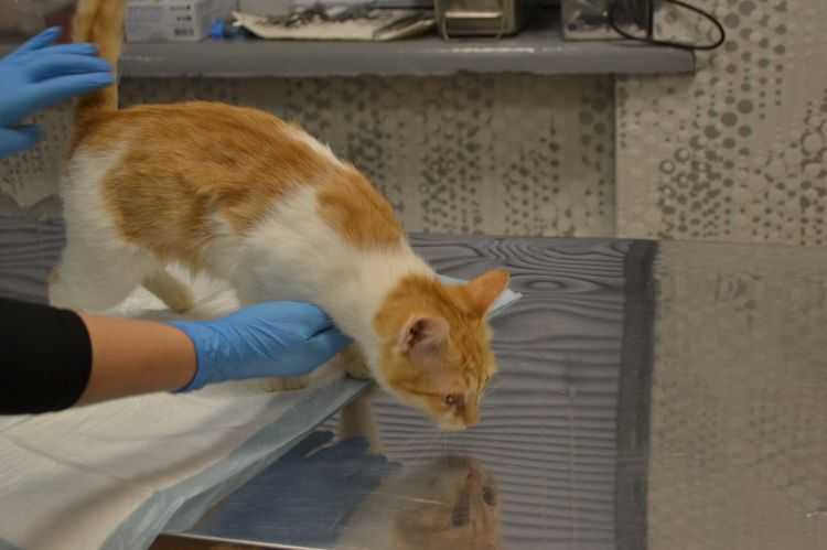 Болезни печени у кошек с симптомами и описанием лечения