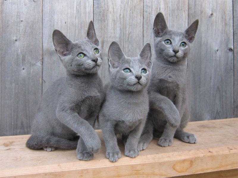 Русская голубая кошка — продолжительность жизни кошки, чем питается, какой темперамент и внешний вид + 85 фото
