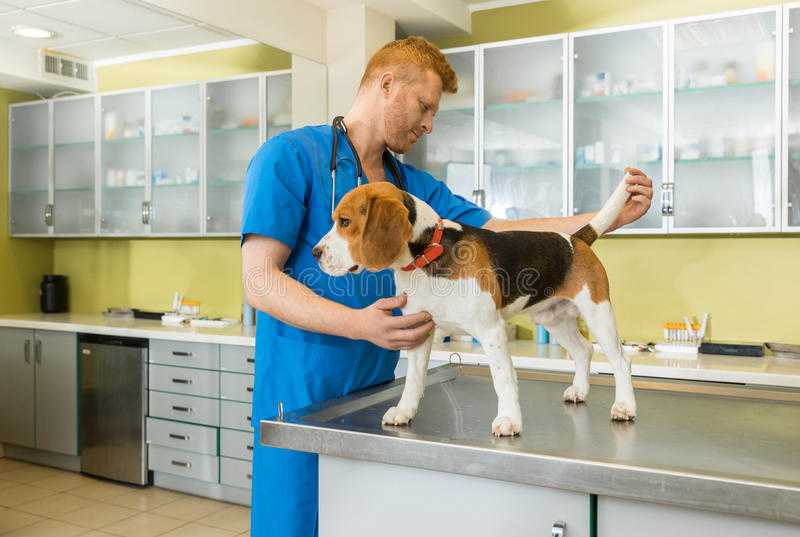 У собаки понос с кровью: причины, лечение в домашних условиях