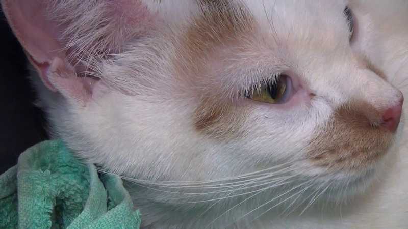 Диагностика и лечение заболеваний вестибулярного аппарата у кошек в нижнем новгороде
