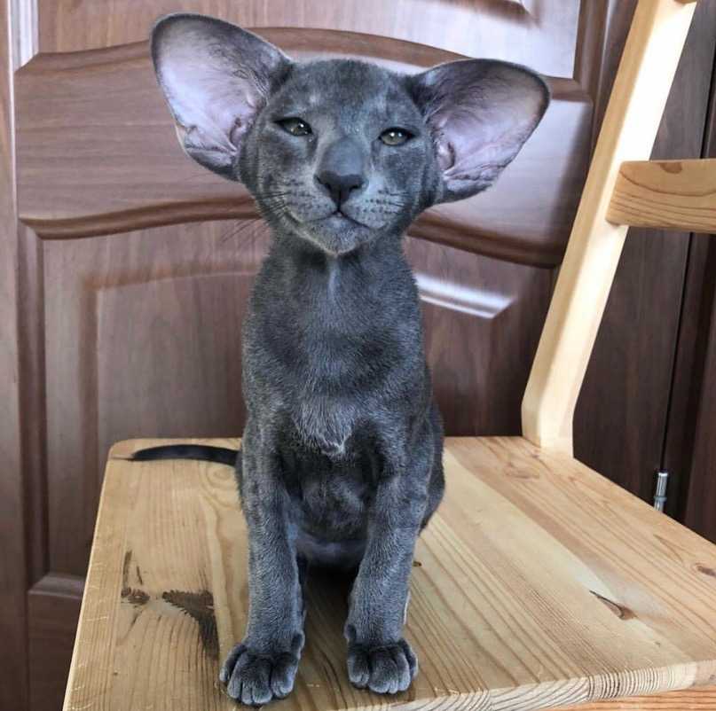 Самые привлекательные кошки с большими ушами