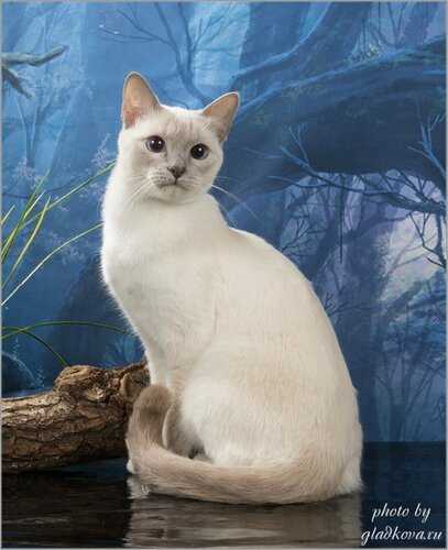 Кошки тайской породы, особенности характера и разновидности окрасов, фото кошек