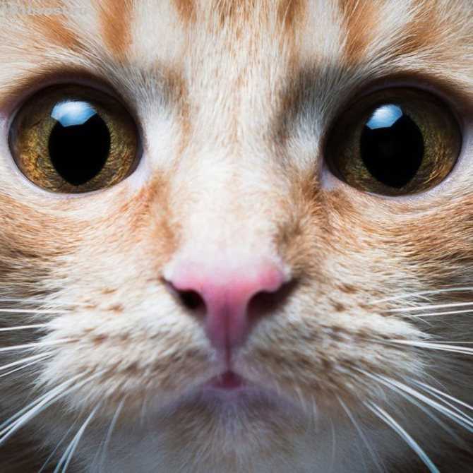 Расширенные зрачки у кошки: норма и патология