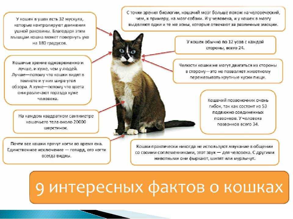 Правильное воспитание кошки: советы и рекомендации экспертов