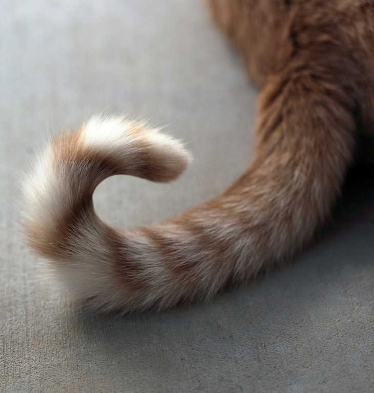 Почему кошка все время машет хвостом. почему коты виляют хвостом