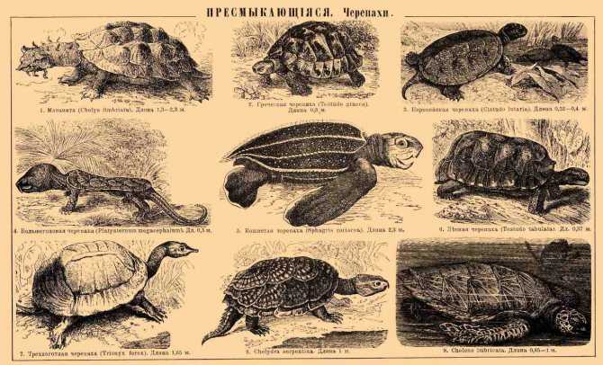 Виды сухопутных и морских черепах: что едят и где обитают, фото