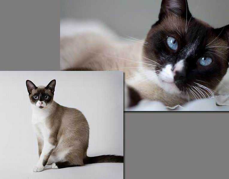 Сноу шу — характеристика кошки и ее описание. 110 фото, видео и советы владельцев