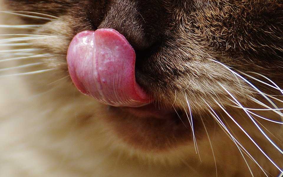 Почему кошка дышит ртом: причины ротового дыхания и методы лечения. Один из наиболее распространенных случаев - отек легких у котов. Разбираем его детально.