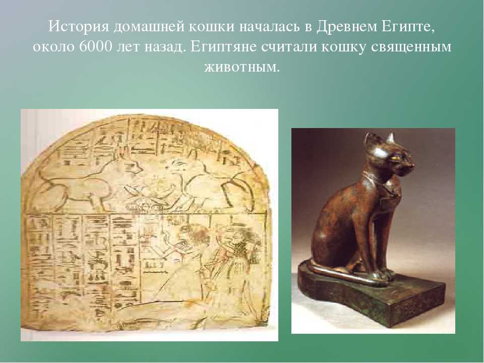 Кошачий культ: почему древний египет превозносил мир кошачих?