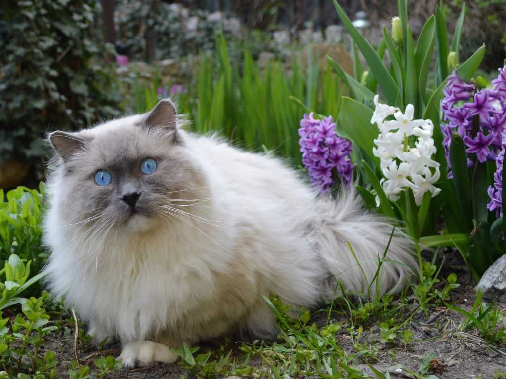 Рэгдолл кошка: фото, описание породы, отзывы владельцев