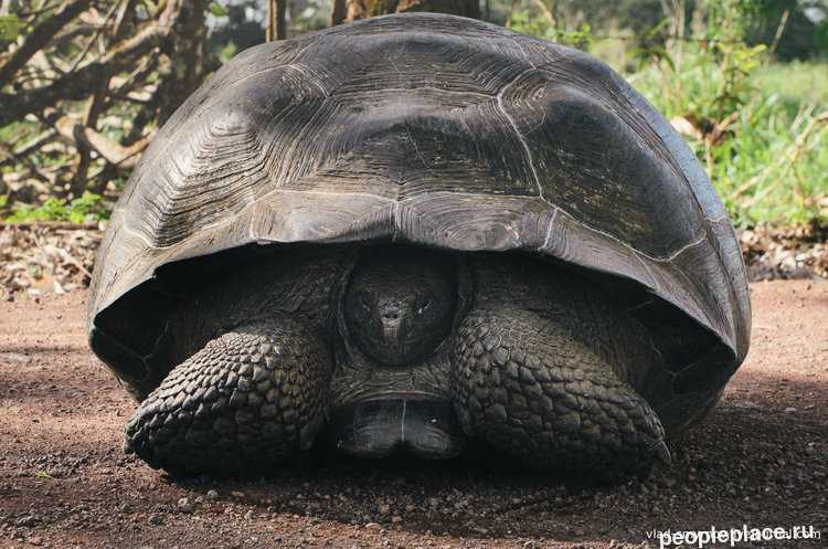 Самая большая черепаха в мире — топ крупнейших черепах на планете