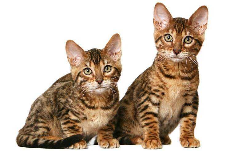 Описание появления гибридных пород кошек: бенгальская, тойгер и саванна - wlcat.ru