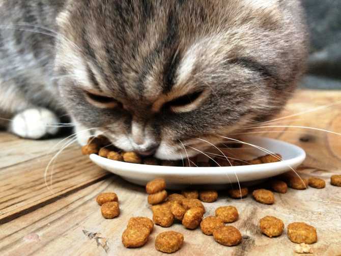 Рецепты блюд для домашних кошек