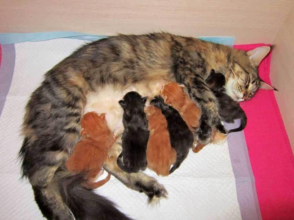 Как помочь кошке при родах в домашних условиях