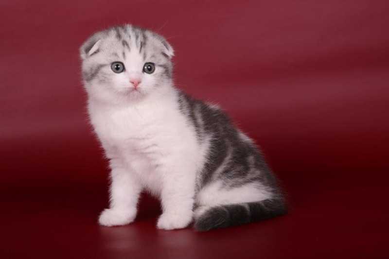 Питомник кошек ambercat. шотландская вислоухая скотиш страйт британская хайленд-фолд и хайленд-страйт. россия, калининград
