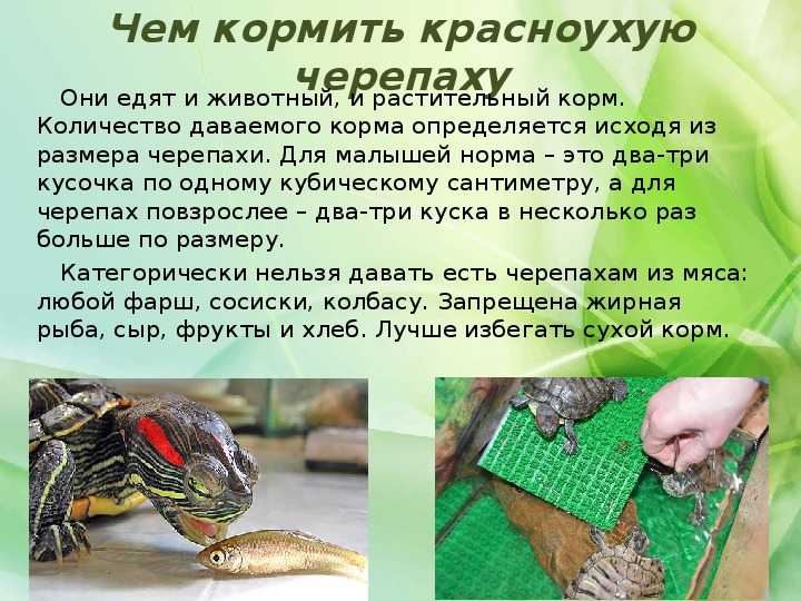 Что едят черепахи в домашних условиях: болотные, морские, сухопутные и другие
