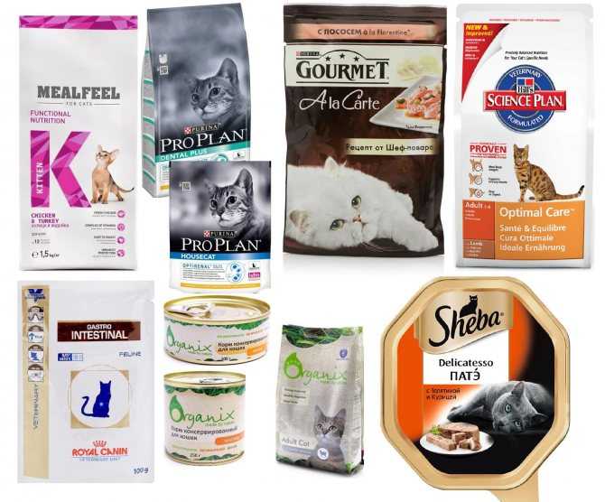 Сравнение кормов для кошек: классы, составы, бренды