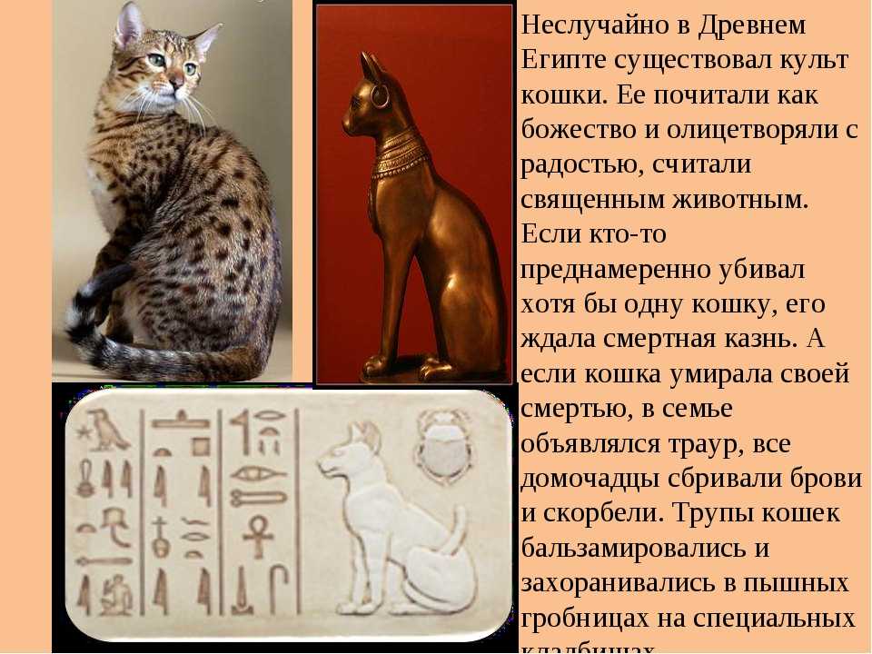 Внешний вид, характер и содержание египетской породы кошек