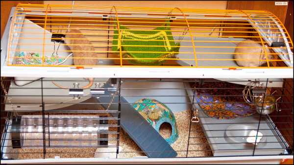 Игрушки для крыс: виды, советы по выбору и созданию