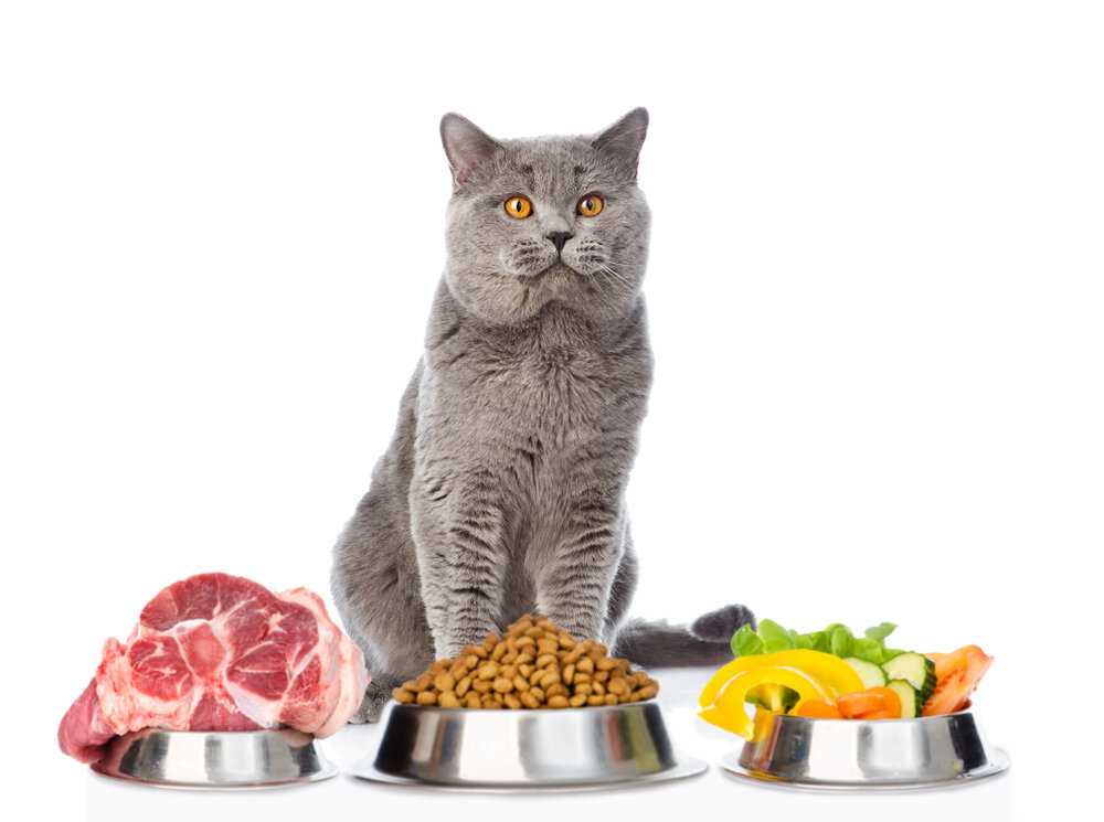 Чем лучше кормить кота: натуралкой или сухим кормом?