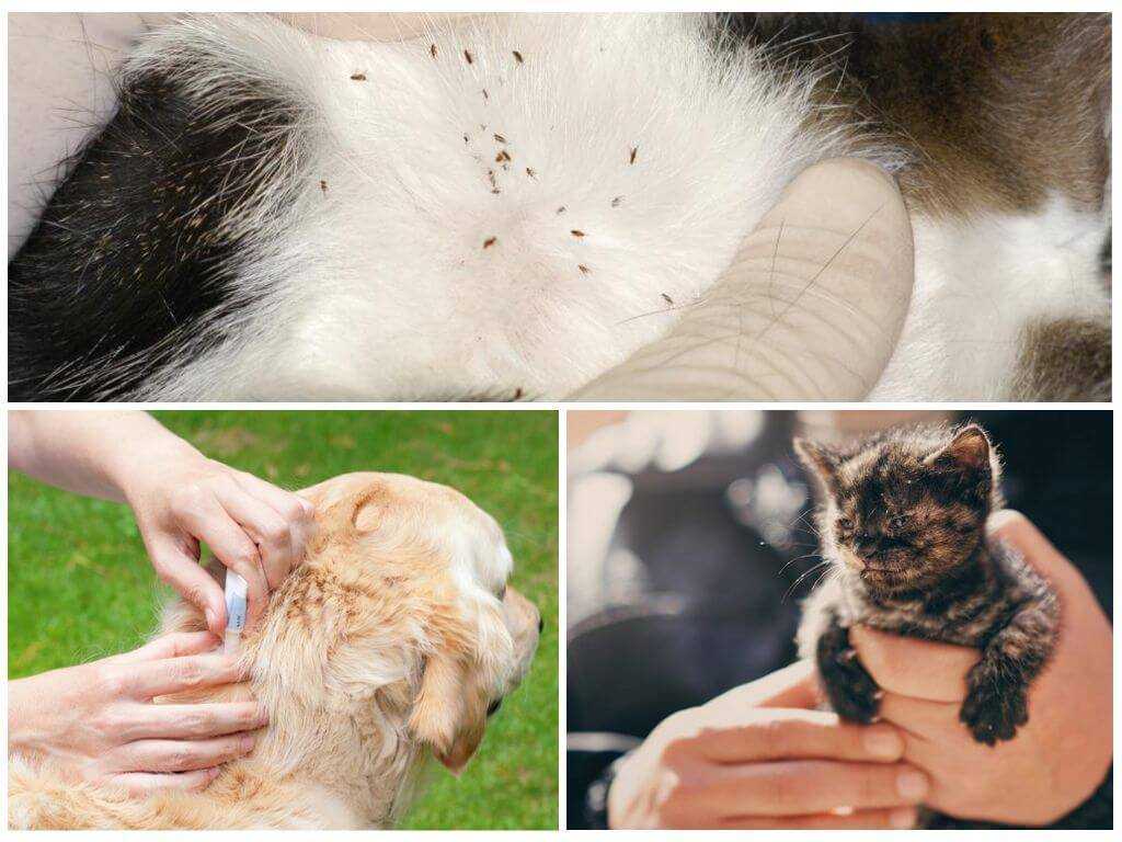 Опасны ли кошачьи блохи для человека и животных