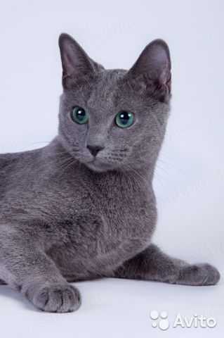 Русская голубая кошка фото, описание и характер породы, цена котят, отзывы
