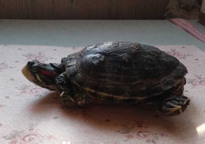 Как найти черепаху дома если она потерялась