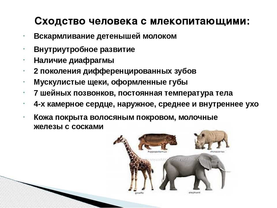 Сходство человека с животными и отличие от них презентация