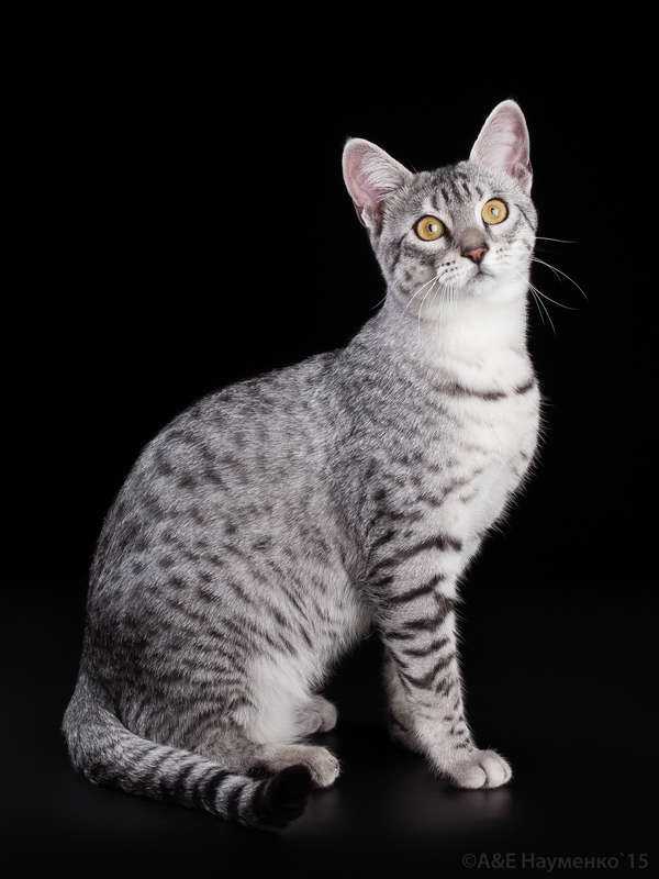 Египетская мау — описание породы, темперамента и повадок кошки от а до я!