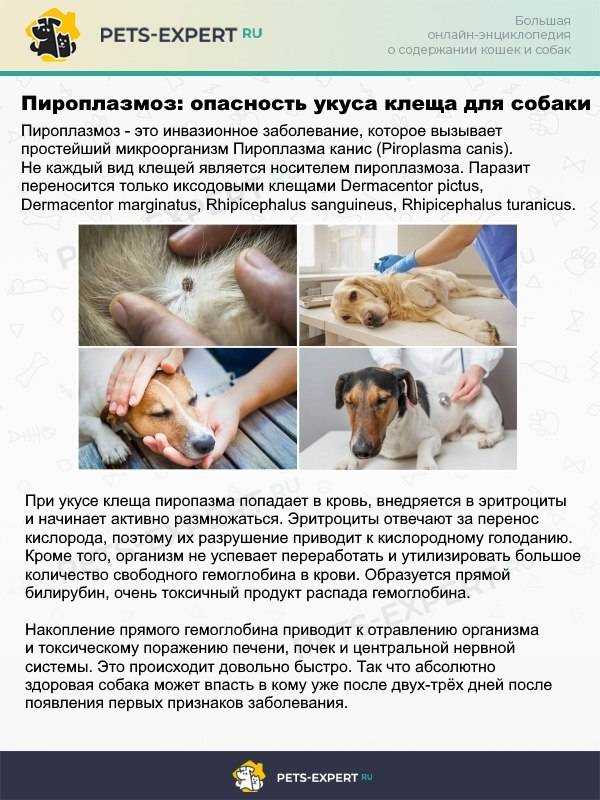 Пироплазмоз у собак: симптомы, лечение, диагностика, последствия, прогноз выживаемости