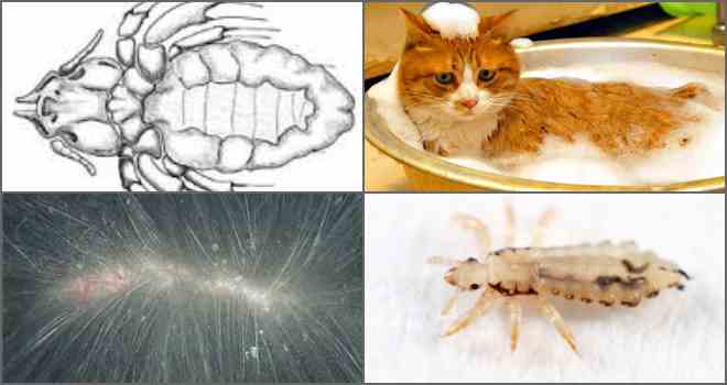 Блохи у котов, кошек, котят: чем опасно заражение и как избавиться от паразитов