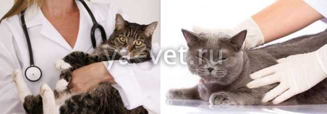 Лямблиоз у кошек - симптомы и лечение