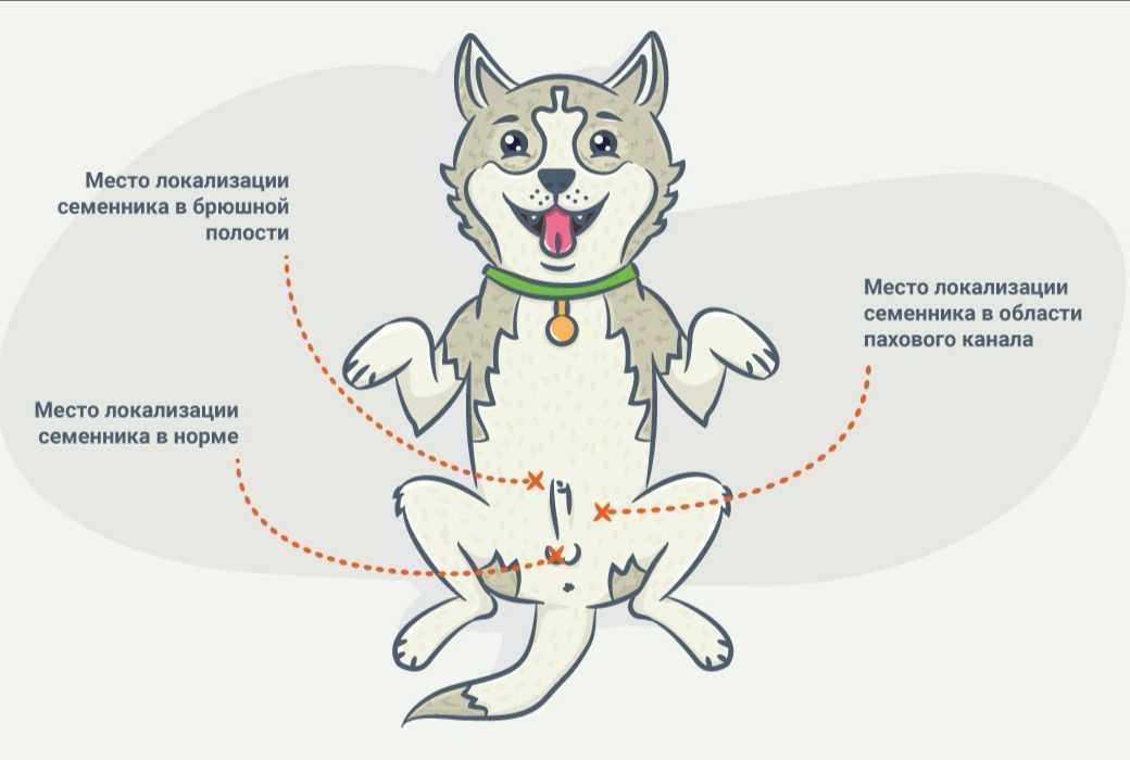 Кастрация крипторха у собак (кобелей) и котов в россии