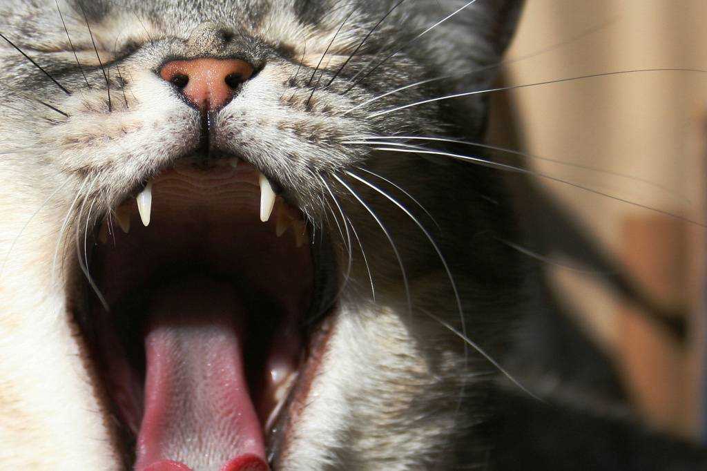 Кот тяжело дышит: в чем причина и что делать